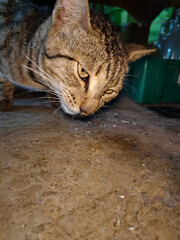 close up of cat face with dark background