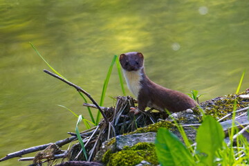 Mauswiesel (Mustela nivalis) an der Spree