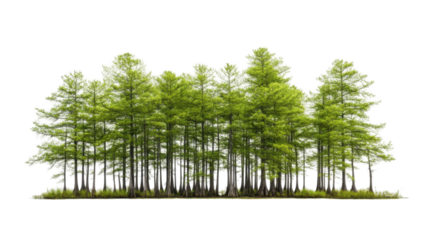 Bald Cypress Tree Isolated on Clean White Background