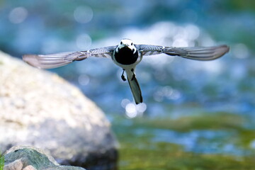 Bachstelze bei der Jagd auf Insekten
