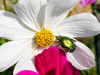 Macro green Cetonia aurata on white cosmos bipinnatus flower and seen from above