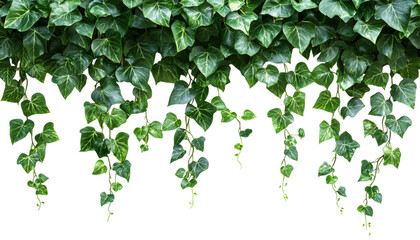 green leaves on white background isolated on transparent background