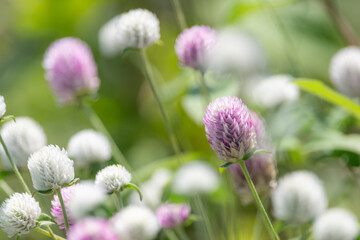 ピンクと白の小さい花　センニチコウ