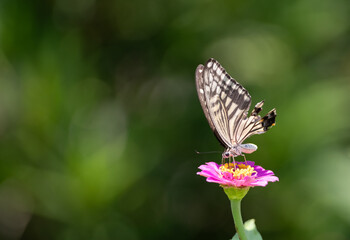 花の蜜を吸うアゲハチョウ
