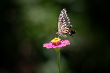 花の蜜を吸うアゲハチョウ