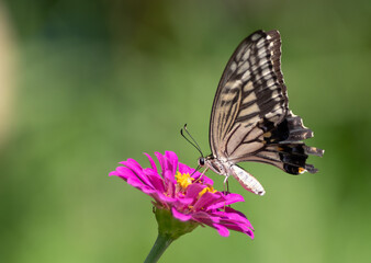花の蜜を吸うアゲハチョウ