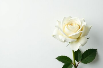 Fototapeta premium Elegant white rose blossom on pure white background, beauty, isolated