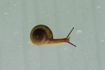 Snail Crawling on Greenhouse Wall on Rainy Day