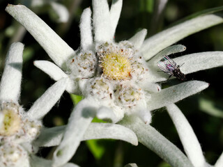 Macro of edelweiss flower (Leontopodium)  with a fly on petal in a french garden