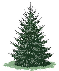 Detailed Evergreen Tree Illustration with Dense Needles