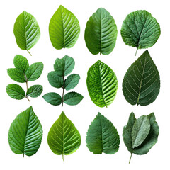 Exploring green leaf varieties nature botanical images close-up view. Isolated on transparent background, png.