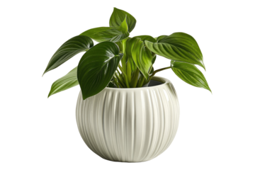 Potted plant in decorative, ribbed, cream-colored pot