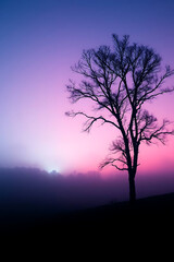 Fototapeta premium Minimalist nature landscape featuring a dark silhouette of a tree or mountain against a soft pastel gradient sky. Flat or semi-realistic style with a calm, peaceful mood. Created with generated AI