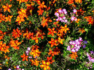 Background of small red flowers of genus Bidens in a french garden
