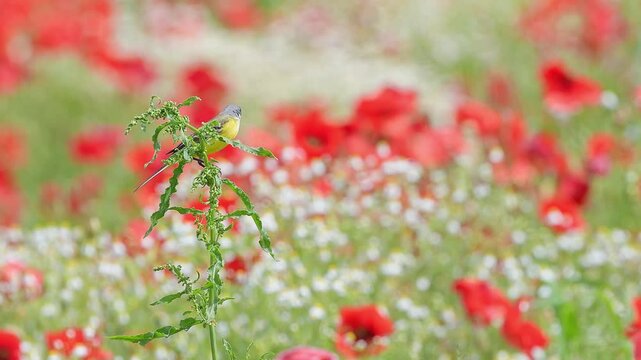 Western yellow wagtail wrapped by flowers (Motacilla flava)