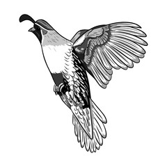 quail hunting illustration logo vector image t shirt