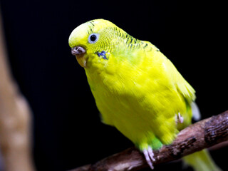 Yellow budgerigar on tree branch, domestic bird on dark background