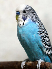 Blue budgie very close, domestic bird