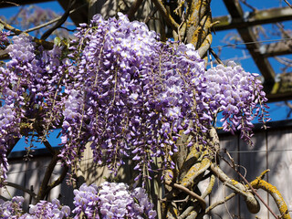 Close-up of blue Wisteria sinensis flowers with aerial roots 