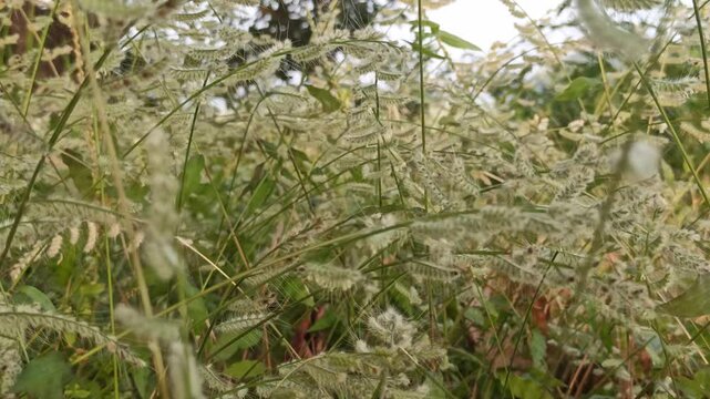 Grevillea  grass flowers