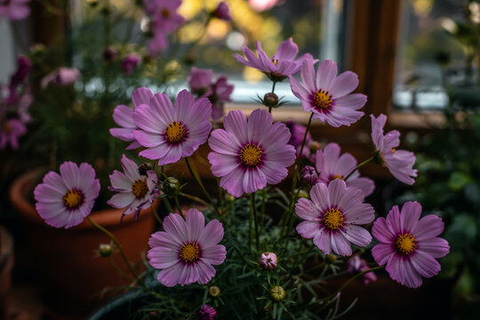 A close-up macro photograph of light purple cosmos flowers in full bloom. The flowers have delicate, pointed petals radiating outward from a bright yellow center disk