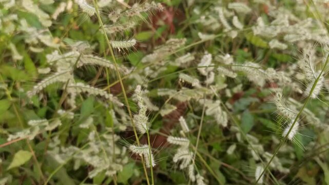 Grevillea  grass flowers