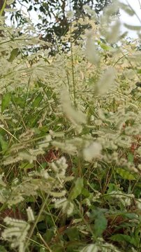 Grevillea  grass flowers
