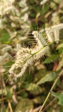 Grevillea  grass flowers