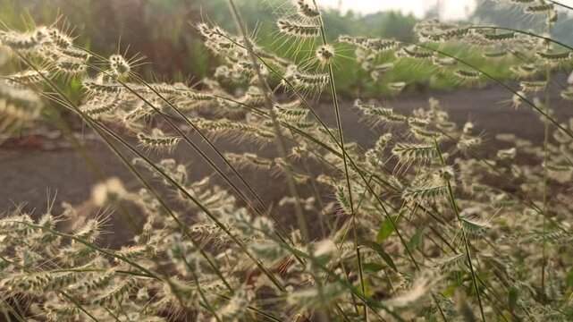 Grevillea  grass flowers