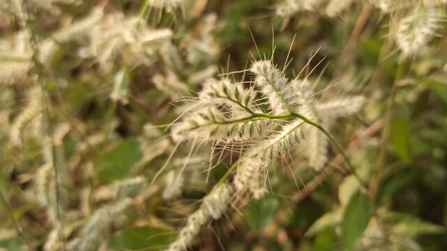 Grevillea  grass flowers