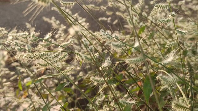 Grevillea  grass flowers