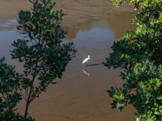 Royal spoonbill standing still