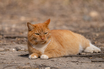 A red-haired cat on a walk on a sunny spring day