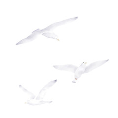 Seagulls and albatrosses hover over the water. Watercolor illustration. A set of soaring seabirds, isolated on a white background. For marine-style decor.