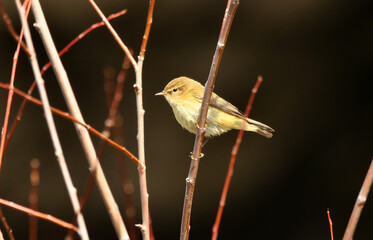 mosquitero comun en una ramita