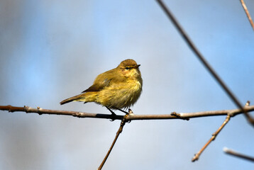 mosquitero comun en una ramita