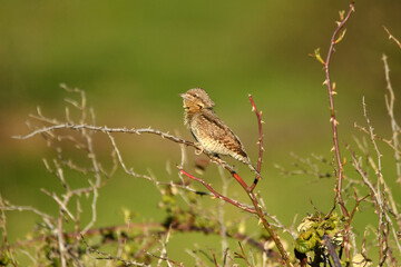 Fototapeta premium torcecuellos en el campoen primavera