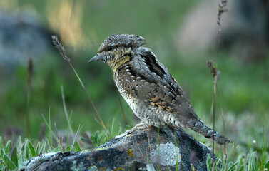 torcecuellos en el campoen primavera