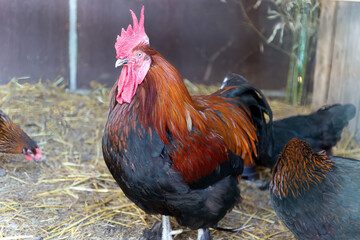 Proud Marans rooster portrait. Vibrant red and black feathers of this farm livestock bird.