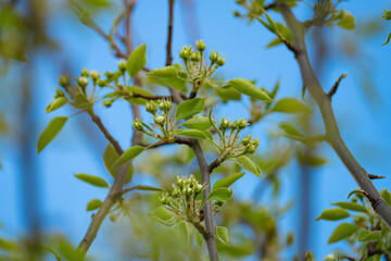 cherry and pear branch with white flowers and leaves on a blue sky background