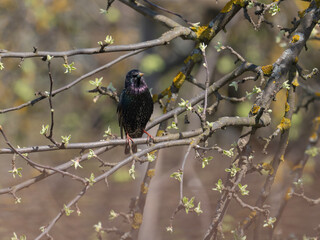 A starling sits on an apple tree branch, a spring day