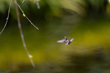Hummingbird Kolibri
