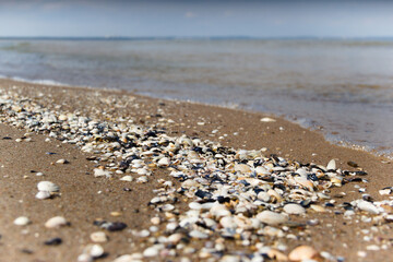 muszle rozsypane naturalnie na plaży nad morzem © Marcin