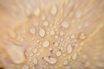 Autumn Leaf Macro with Water Droplets – Abstract Organic Texture Background