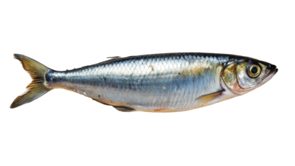 A Single Silver Fish Displayed Against a Dark Background, Detailed Scales