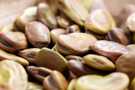 Dried Vicia faba seeds or fava beans. Macro
