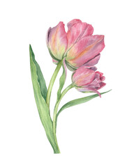 Watercolor botanical illustration with pink tulip