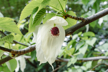 Handkerchief tree in spring