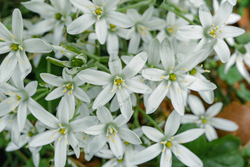 Star of Bethlehem in spring