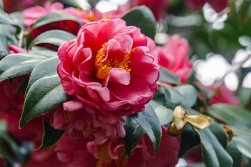 Red Camellia japonica in spring
